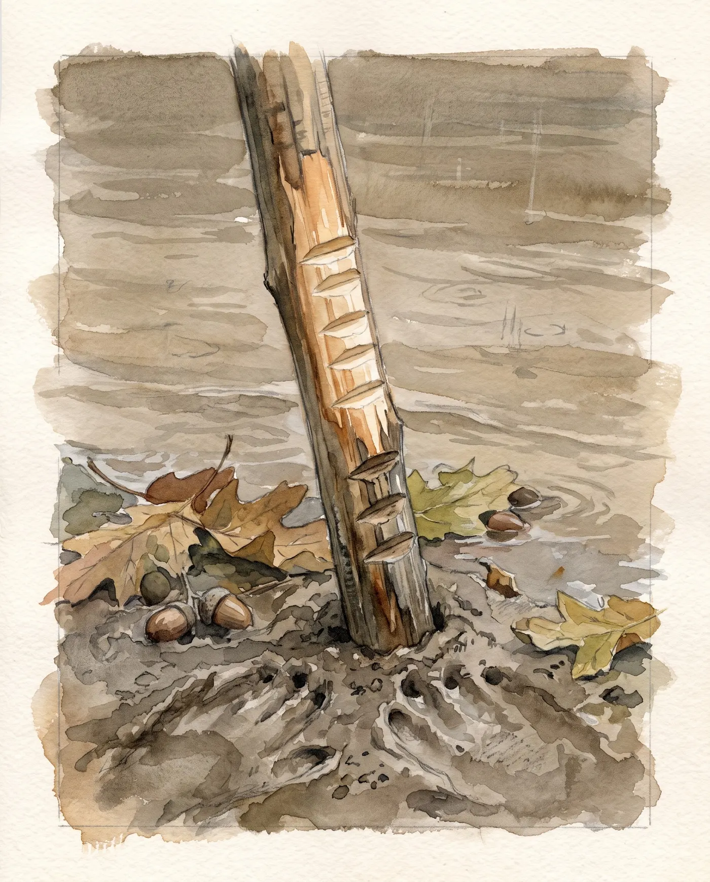 Watercolor over graphite: a short wooden tally stick notched with many fresh cuts, wedged upright in the mud at the bank of Rainford Crossing, brown floodwater behind it and fallen oak leaves and acorns at its base.